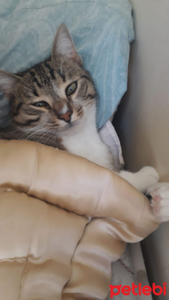 Tekir Kedi, Kedi  Frejya fotoğrafı