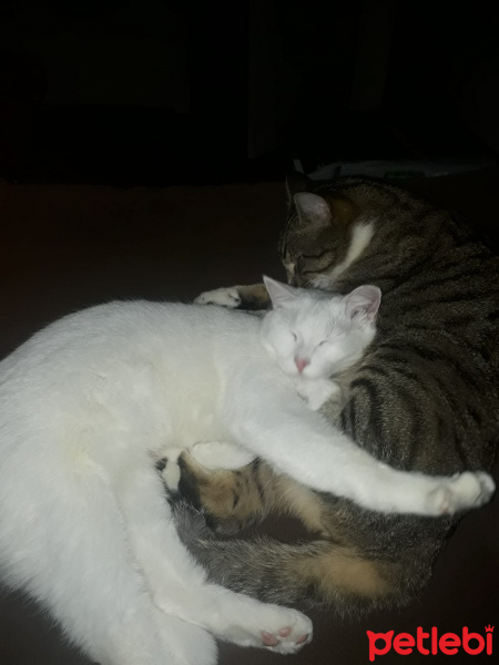 Tekir Kedi, Kedi  Frejya fotoğrafı
