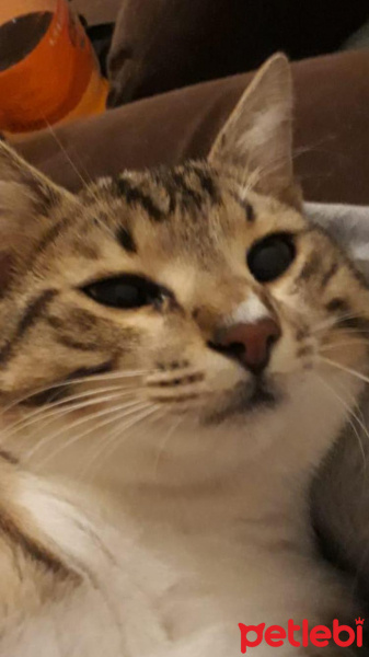 Tekir Kedi, Kedi  Frejya fotoğrafı