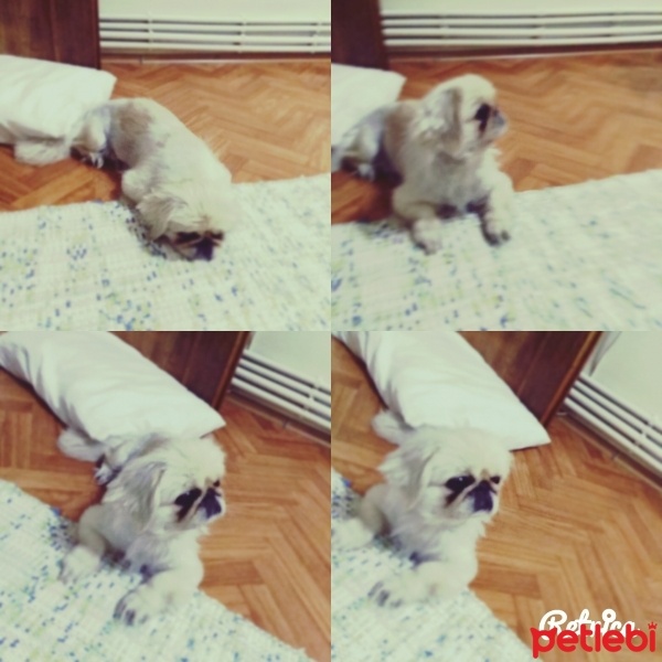Pekingese, Köpek  Pamuk fotoğrafı