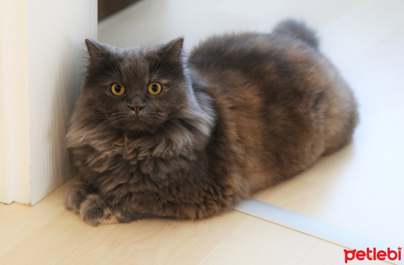 İran Kedisi (Persian), Kedi  Luna fotoğrafı