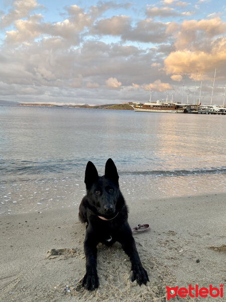 Belçika Malinois, Köpek  Lotus fotoğrafı