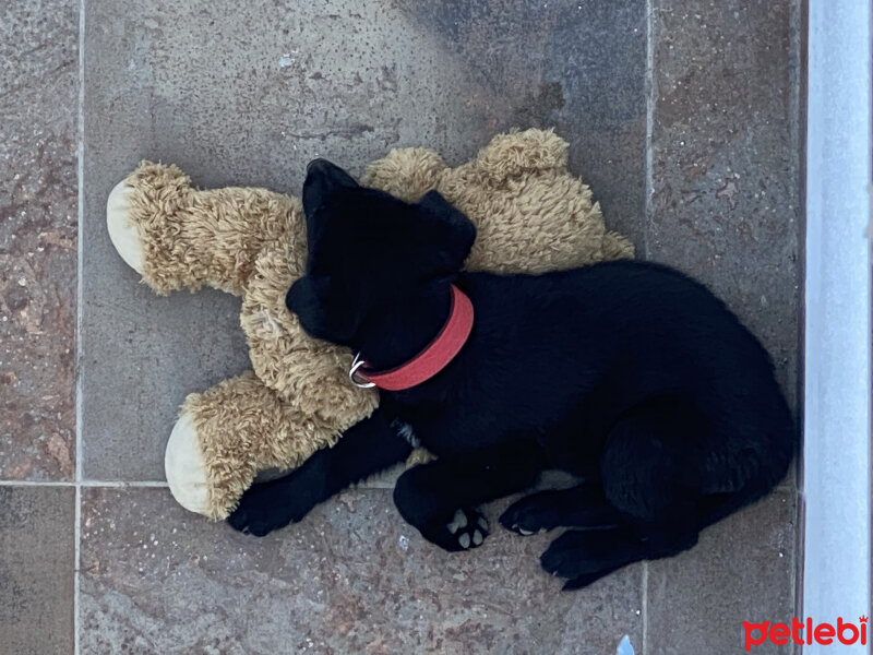 Belçika Malinois, Köpek  Lotus fotoğrafı