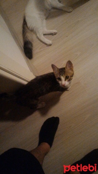 Tekir Kedi, Kedi  Kaymak ve cezar fotoğrafı