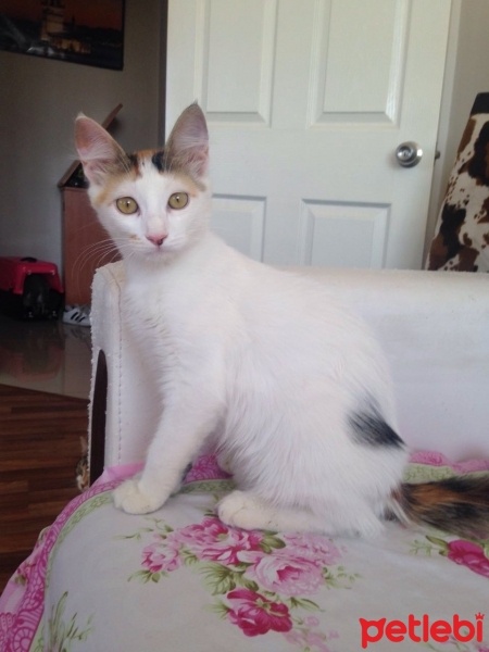 Tekir Kedi, Kedi  Kaymak ve cezar fotoğrafı