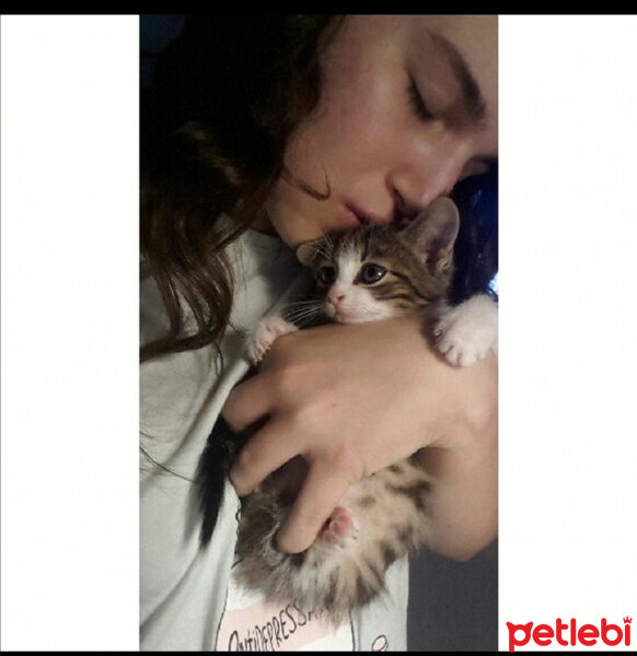 Tekir Kedi, Kedi  Çakıl fotoğrafı