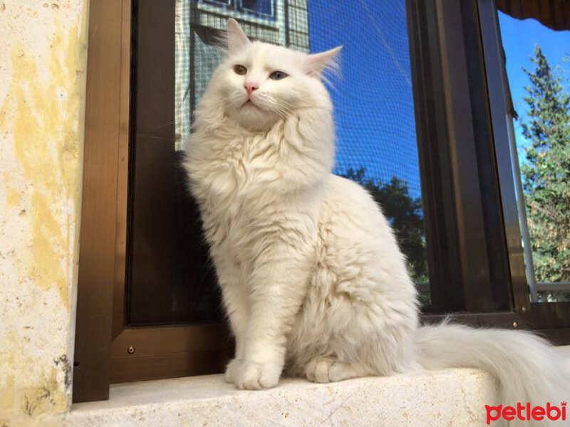 Ankara Kedisi, Kedi  Pera fotoğrafı