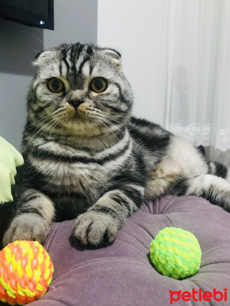Scottish Fold, Kedi  Kaju fotoğrafı