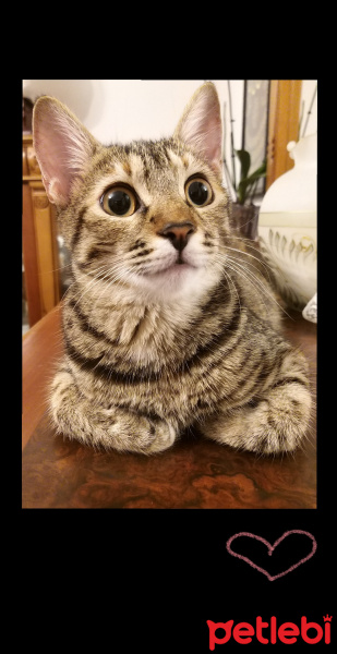 Tekir Kedi, Kedi  Luna fotoğrafı