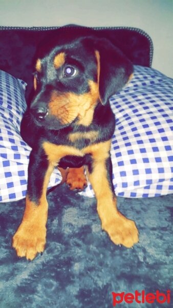 Rottweiler, Köpek  Darbe fotoğrafı