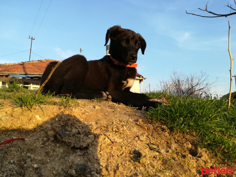 Sokö (Sokak Köpeği), Köpek  zeyna fotoğrafı