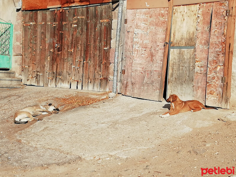 Sokö (Sokak Köpeği), Köpek  karamel fotoğrafı