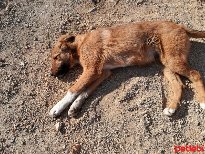 Sokö (Sokak Köpeği), Köpek  karamel fotoğrafı