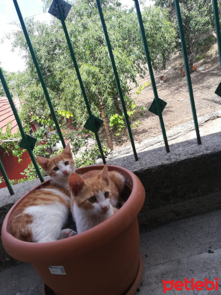 Soke, Kedi  zeki ve metin fotoğrafı