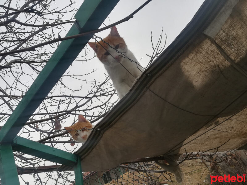 Soke, Kedi  zeki ve metin fotoğrafı