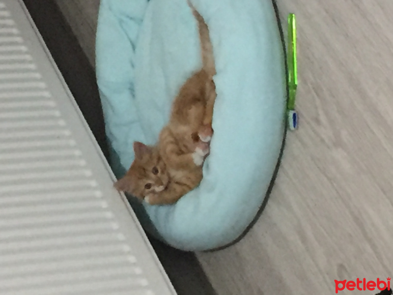 Sarman, Kedi  Zloty fotoğrafı