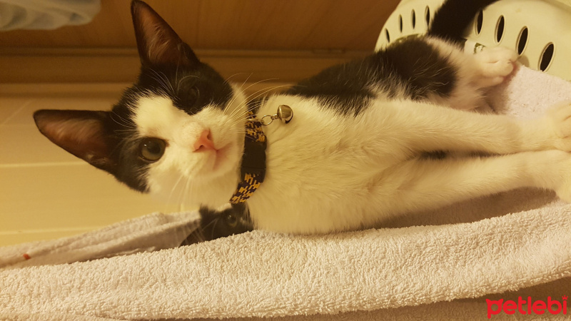 Tuxedo (Smokin) Kedi, Kedi  Kaju fotoğrafı