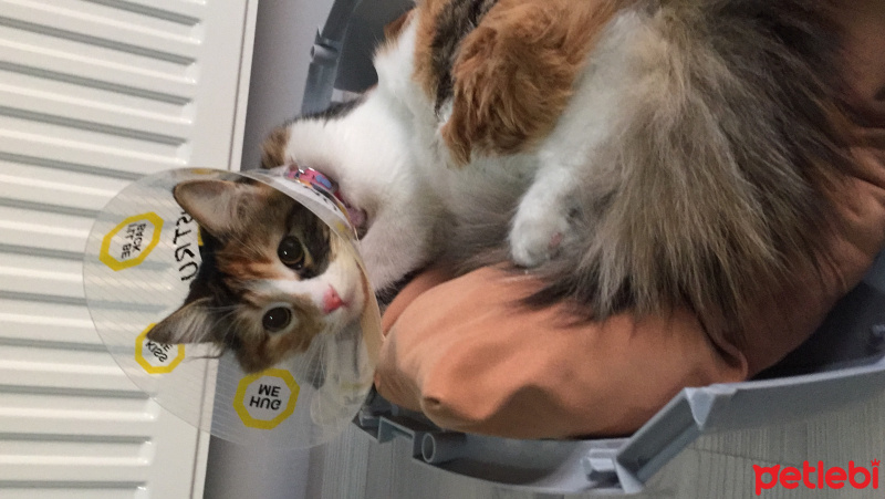 Tekir Kedi, Kedi  Sirius fotoğrafı