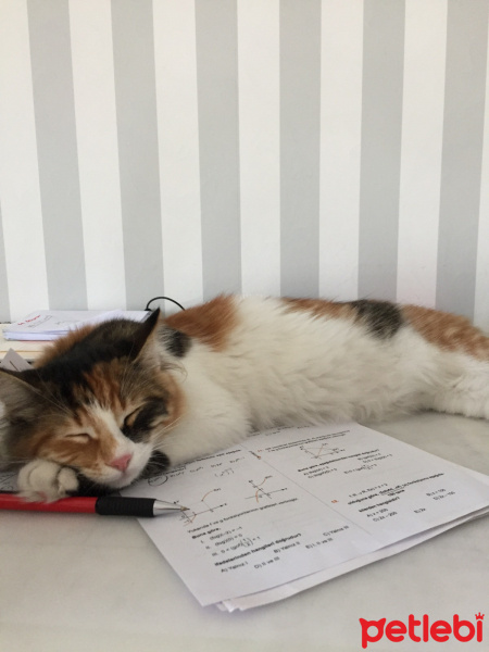 Tekir Kedi, Kedi  Sirius fotoğrafı