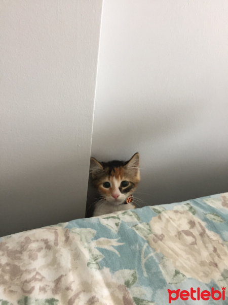 Tekir Kedi, Kedi  Sirius fotoğrafı