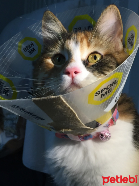 Tekir Kedi, Kedi  Sirius fotoğrafı