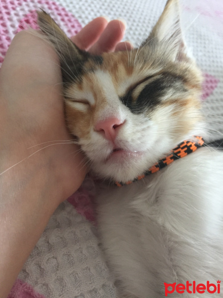 Tekir Kedi, Kedi  Sirius fotoğrafı
