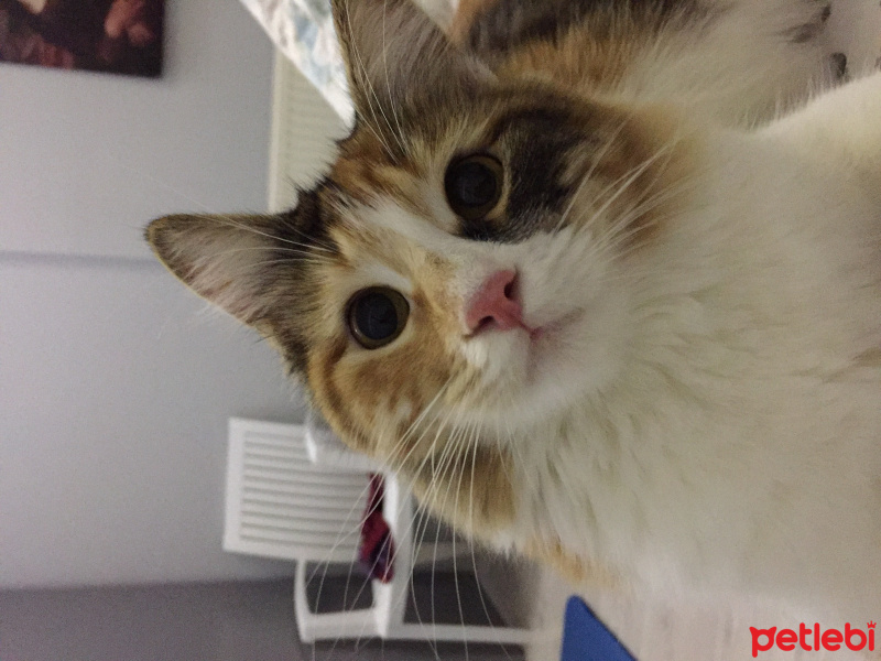 Tekir Kedi, Kedi  Sirius fotoğrafı