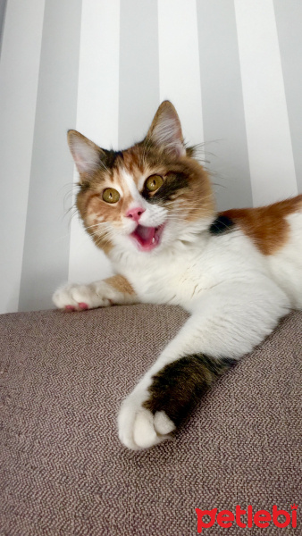 Tekir Kedi, Kedi  Sirius fotoğrafı