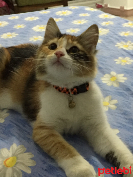 Tekir Kedi, Kedi  Sirius fotoğrafı