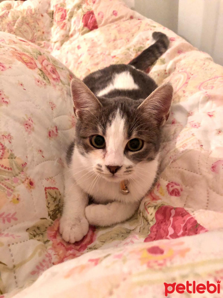 Tekir Kedi, Kedi  zeytin fotoğrafı