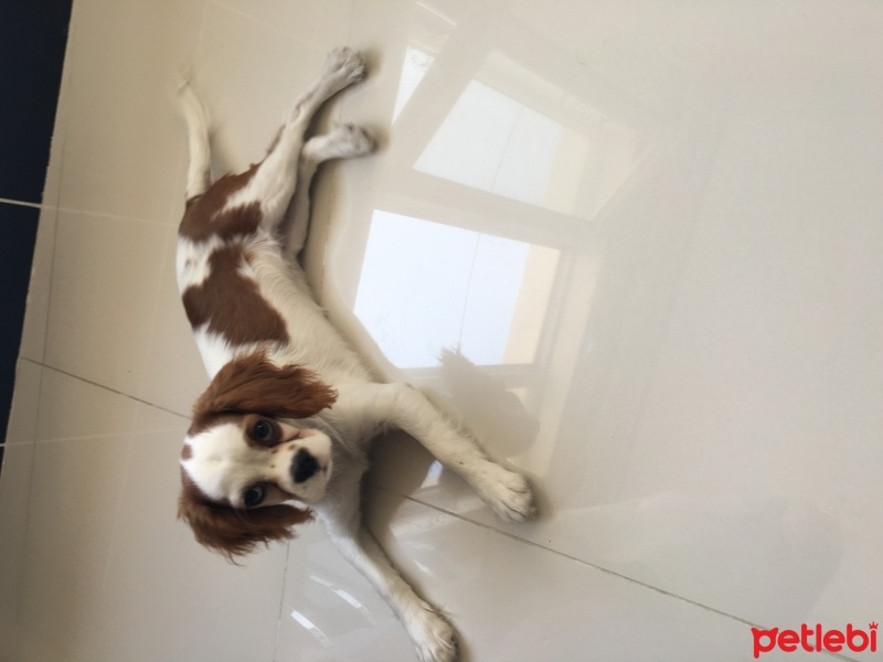 Cavalier King Charles Spanieli, Köpek  Mia fotoğrafı