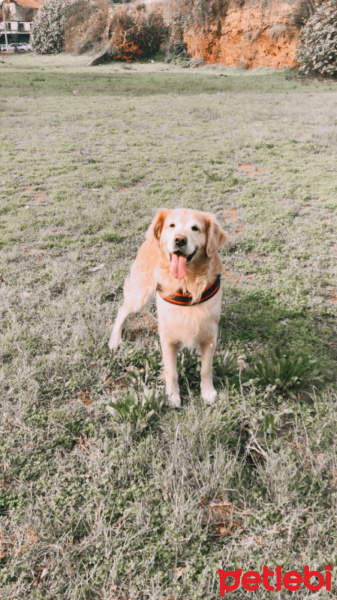 Golden Retriever, Köpek  efes fotoğrafı