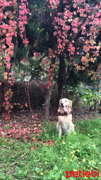 Golden Retriever, Köpek  efes fotoğrafı