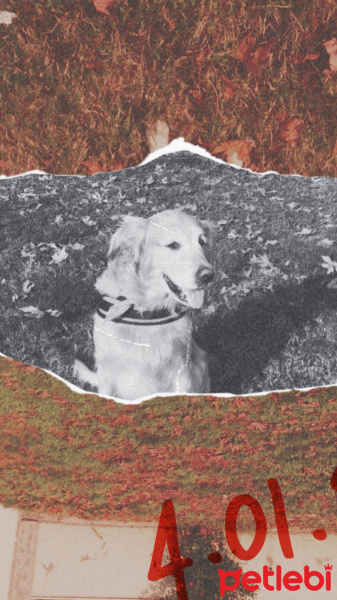 Golden Retriever, Köpek  efes fotoğrafı
