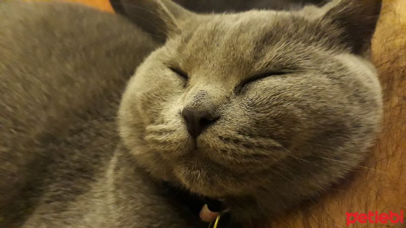 British Shorthair, Kedi  bıdık fotoğrafı