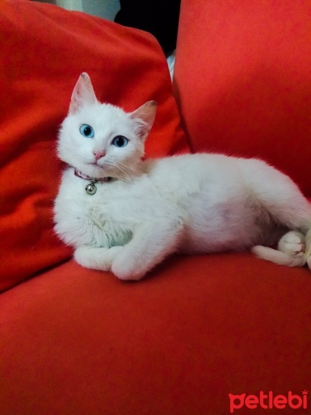 Ankara Kedisi, Kedi  ZİLLİ fotoğrafı