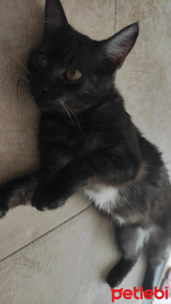 Tekir Kedi, Kedi  Lorin fotoğrafı
