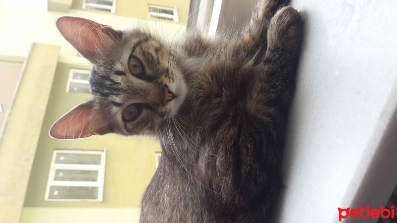 Tekir Kedi, Kedi  Finduk fotoğrafı