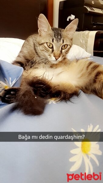 Tekir Kedi, Kedi  Finduk fotoğrafı