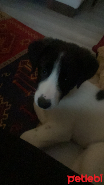 Sokö (Sokak Köpeği), Köpek  Momo fotoğrafı