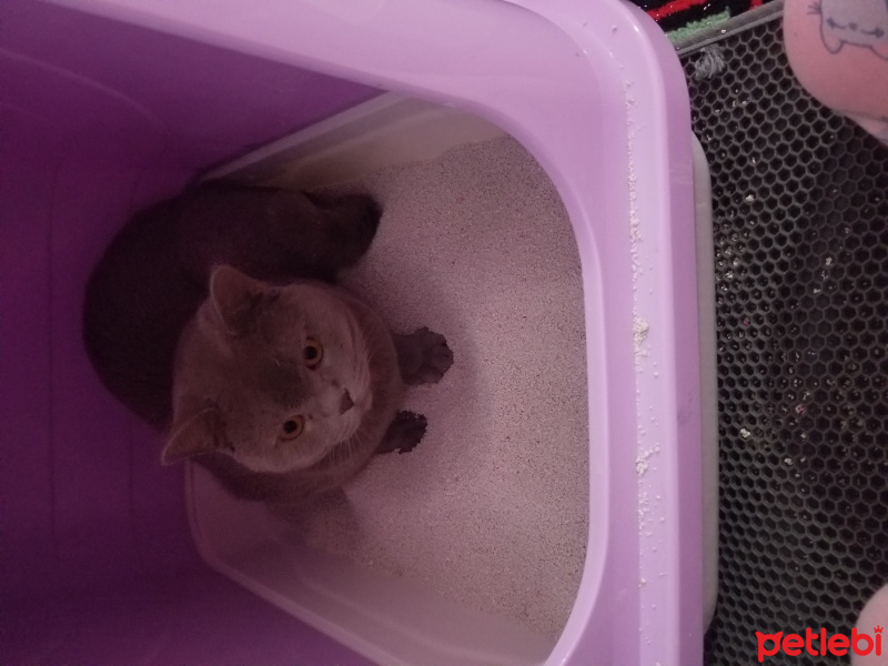 British Shorthair, Kedi  Çiko fotoğrafı