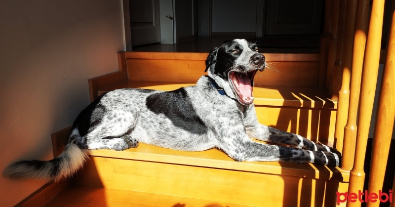 Sokö (Sokak Köpeği), Köpek  PUDİNG fotoğrafı