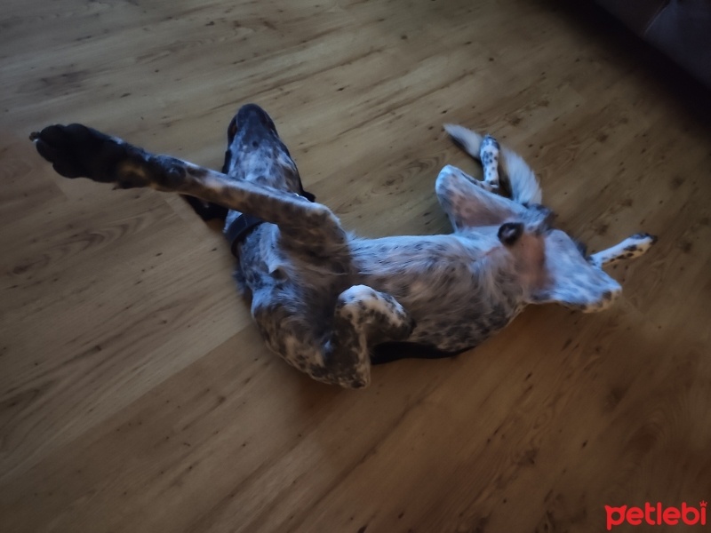 Sokö (Sokak Köpeği), Köpek  PUDİNG fotoğrafı
