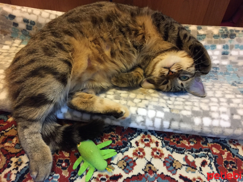 Tekir Kedi, Kedi  Michelle fotoğrafı