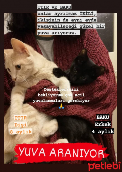 Tekir Kedi, Kedi  Itır fotoğrafı