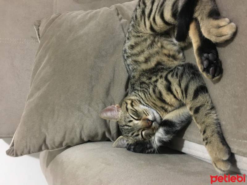 Tekir Kedi, Kedi  Peri fotoğrafı