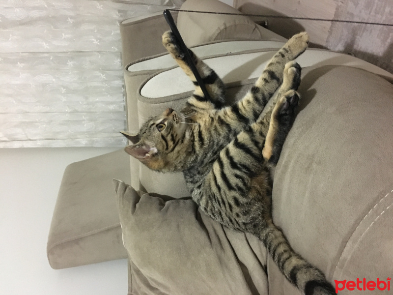 Tekir Kedi, Kedi  Peri fotoğrafı