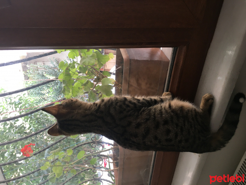 Tekir Kedi, Kedi  Peri fotoğrafı