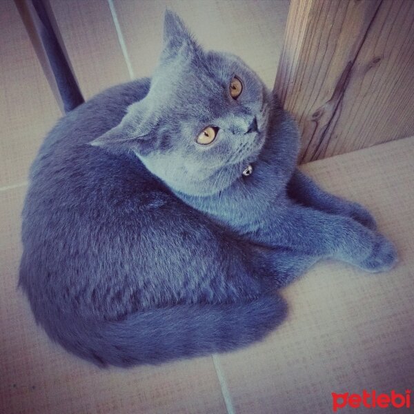 British Shorthair, Kedi  Hodor fotoğrafı