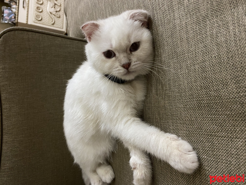 Scottish Fold, Kedi  Köpük fotoğrafı